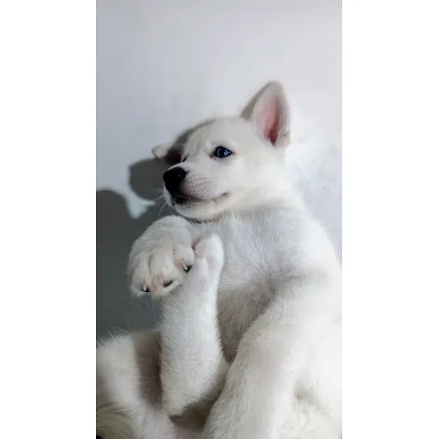 Husky Siberiano