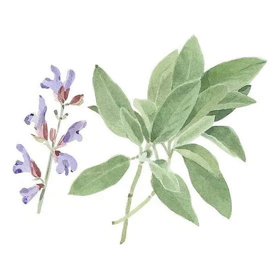 Salvia Officinalis - Planta Comestible