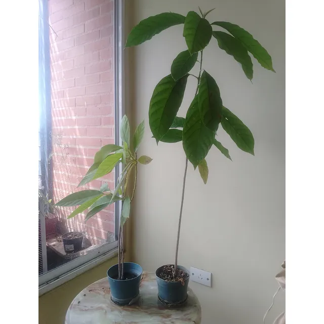 Mata De Aguacate