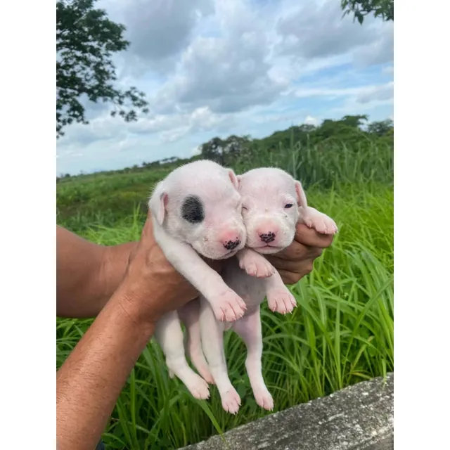 Dogos Argentinos Puros Excelente Genética