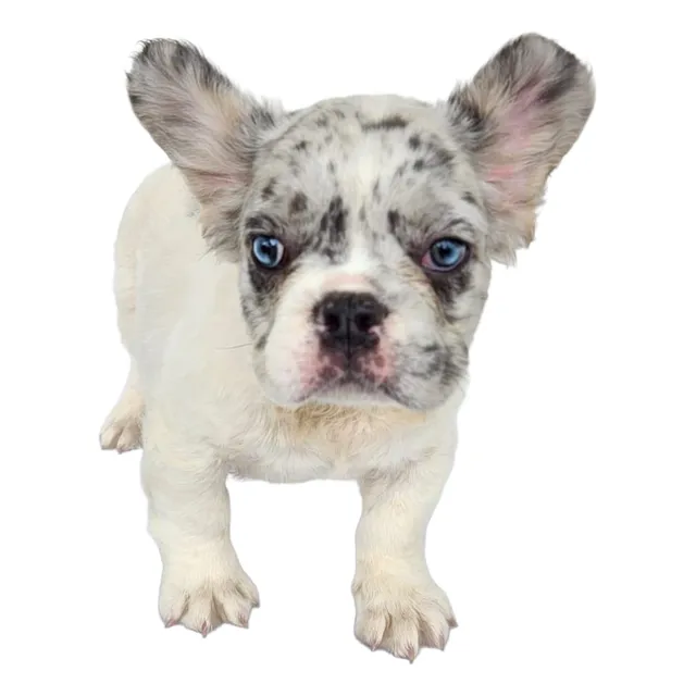 Bulldog Frances Fluffy Merle Exotico Peludo Venta Macho