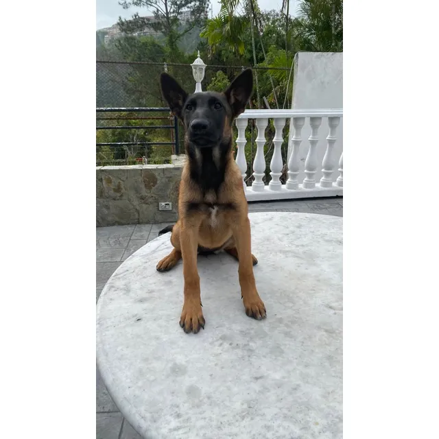 Cachorros Pastor Belga Malinois