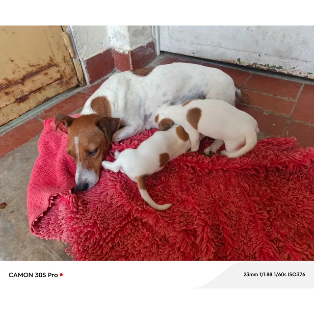 Legítimos Cachorros Jack Russell Terrier