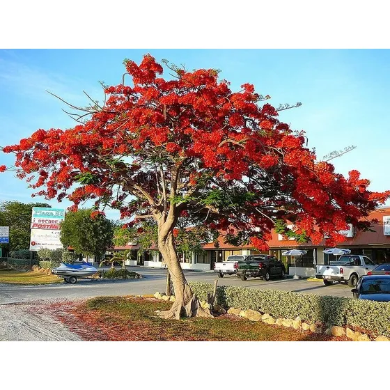 Chivato Flamboyan (delonix Regia) Arbol De Fuego 90 Cm
