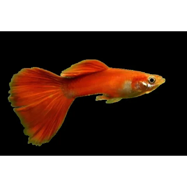 Pez Guppy Naranjo Macho