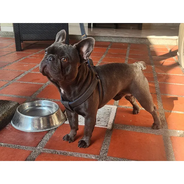 Bulldog Francés Para Monta