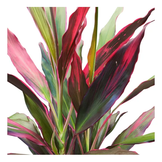 Drácena Cordyline + Obsequio Abono Foliar - Ideal Interior