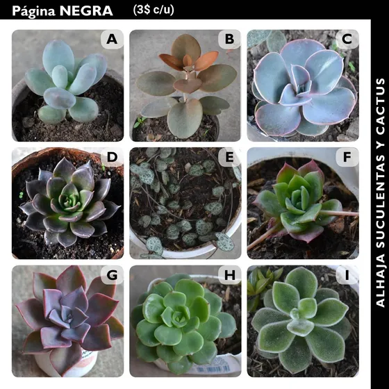 Plantas Suculentas Natural Decorativa