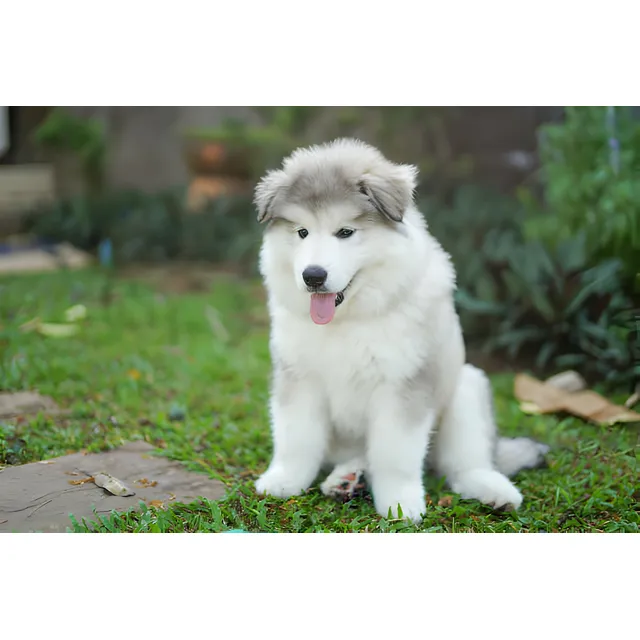 Cachorros Malamute De Alaska Con Pedigree Perros Puppy Pet
