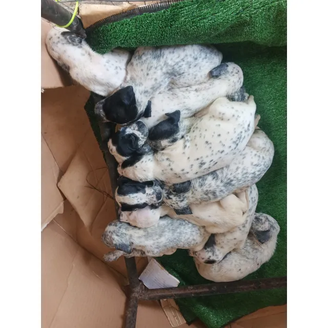 Cachorros Dálmatas 100% Raza Pura 