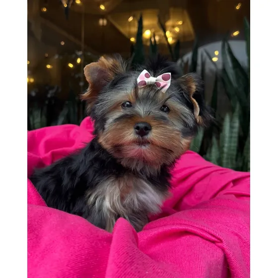 Cachorros Yorkshire Terrier Pedigrí Vacunados Tienda Física