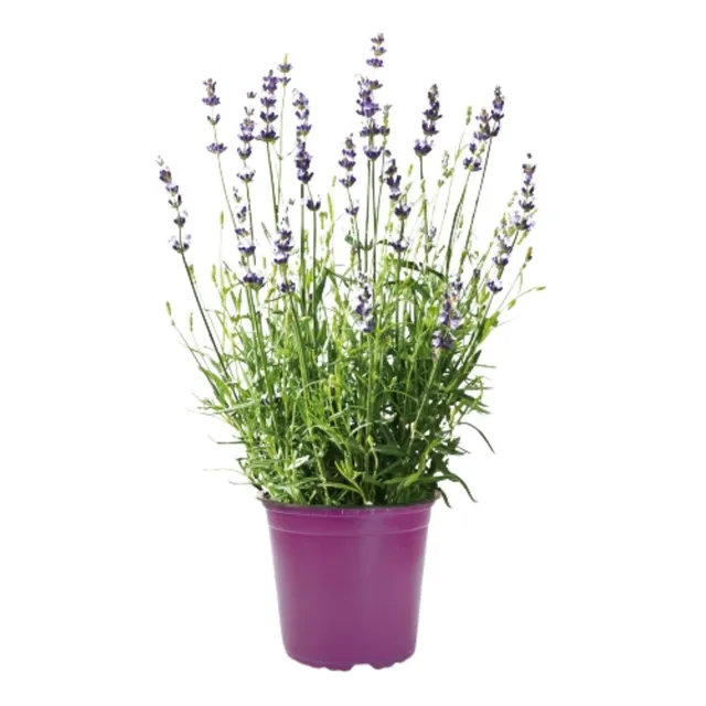Lavanda Planta Aromática Original 