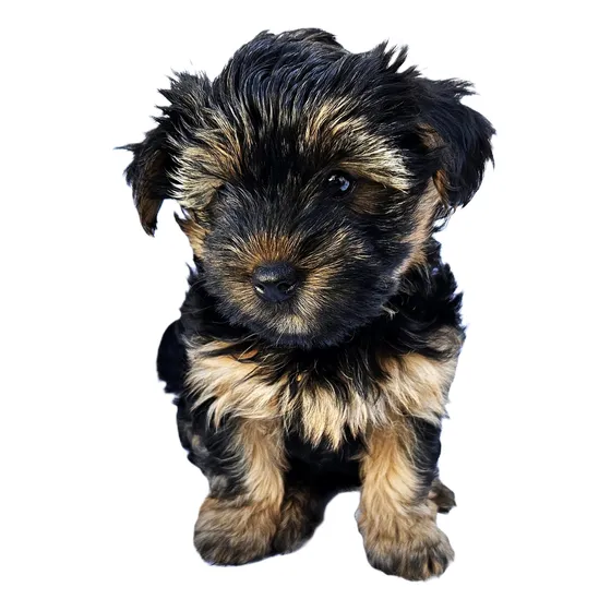Filhote Yorkshire Mini Terrier Fêmea Com Pedigree