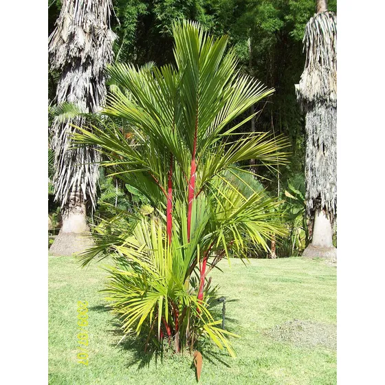 Palma Roja