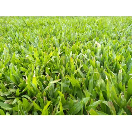 Cesped Grama Bahiana Por Pan Fertilizado