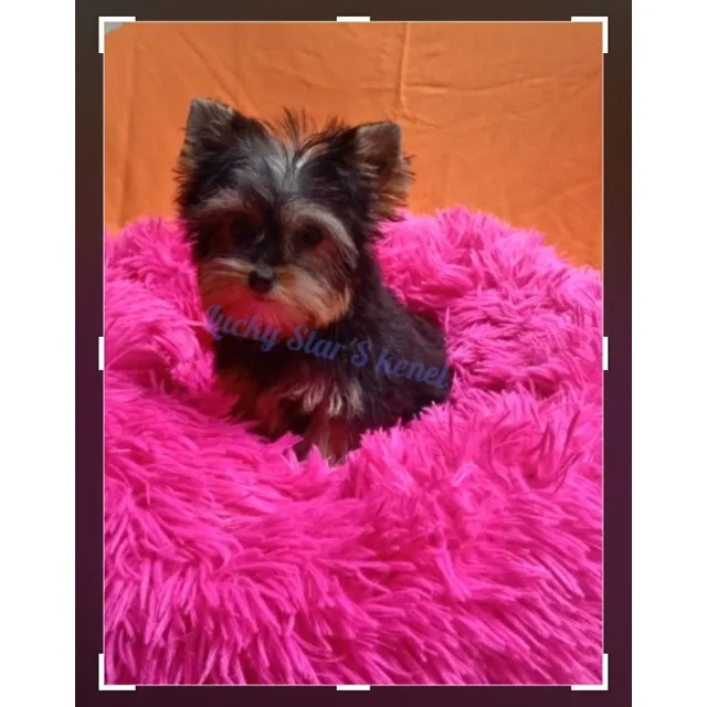 Yorkshire Terrier Mini Hembrita