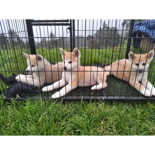 Perros Cachorros Akita Japones Inu Hachiko