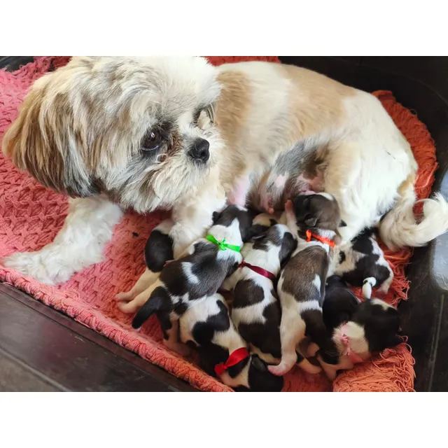 Cachorros Macho Y Hembras  Shih-tzu,  Para Reserva