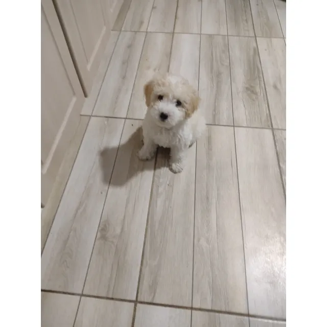 Hermosos Bebecitos Poodle Toy 