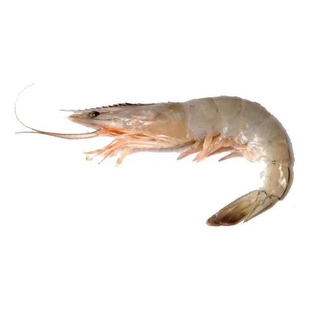 Camaron Congelado - Carnada Pesca Brotola Corvina Lenguado
