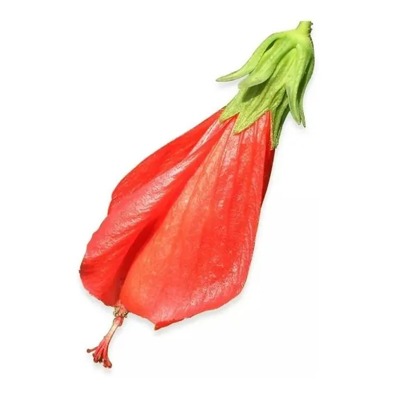 10 Mudas De Malvavisco Hibisco Colibri Vermelho Malva