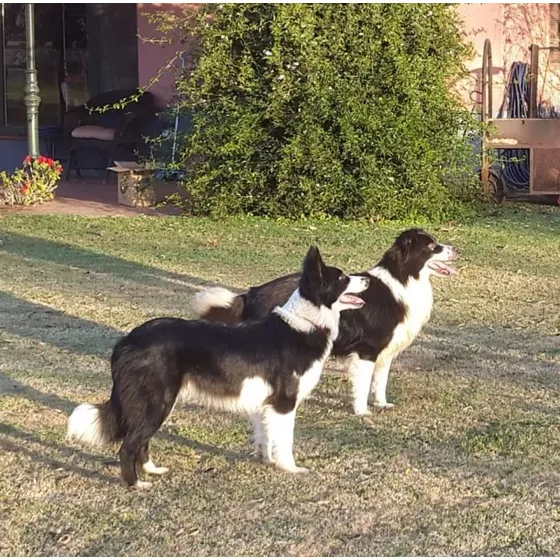 Cachorros Border Collie Puros Sin Fca