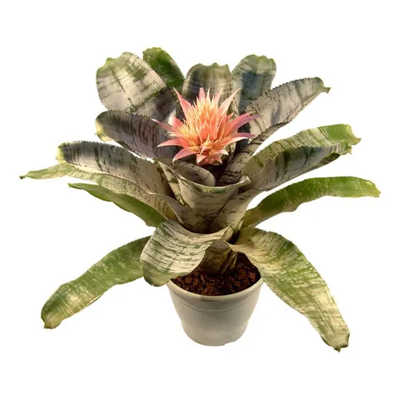 Bromelia Aechmea Fasciata P17