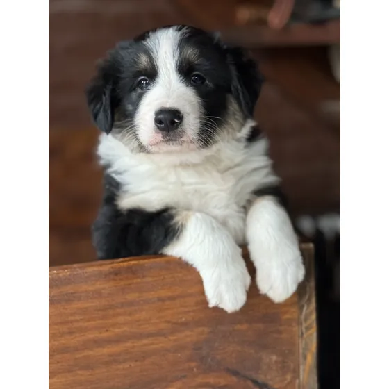 Border Collie