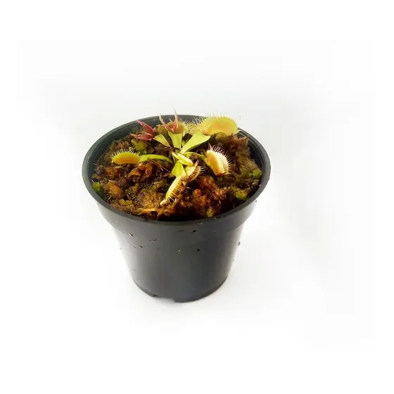 Planta Carnívora Venus Atrapamoscas B52 Mini  Mercado Envios
