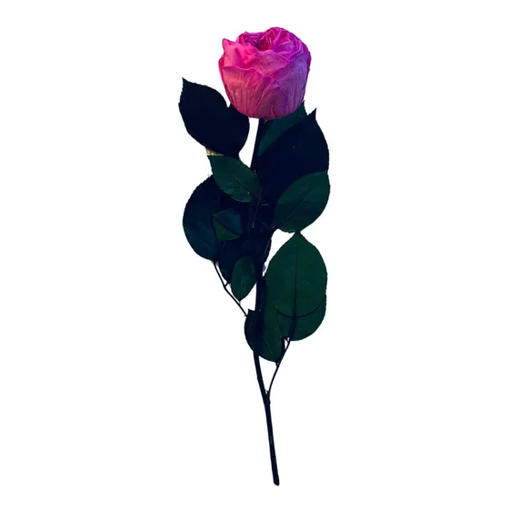 Peonia Eterna Con Tallo 30 Cm Ideal Para Jarrón O Florero 