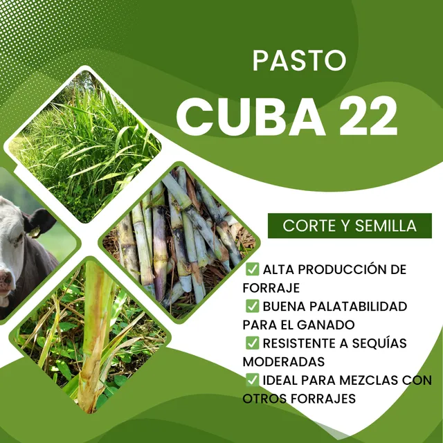 Semilla De Pasto Cuba 22