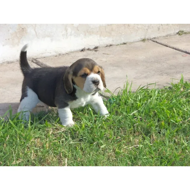 Auténticos Cachorros Beagle Calidad A-1, Padres Importados