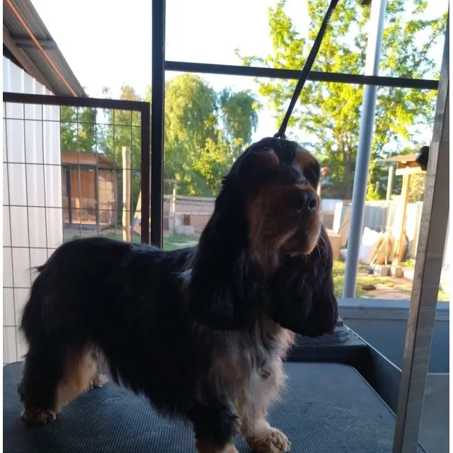Cocker Spaniel Ingles