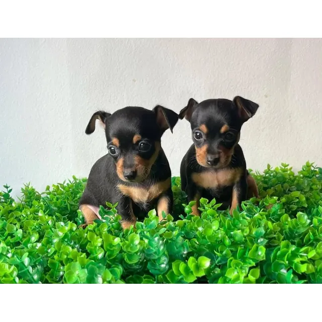 Hermosos Cachorros Pincher, Vacunados, Desparasitados