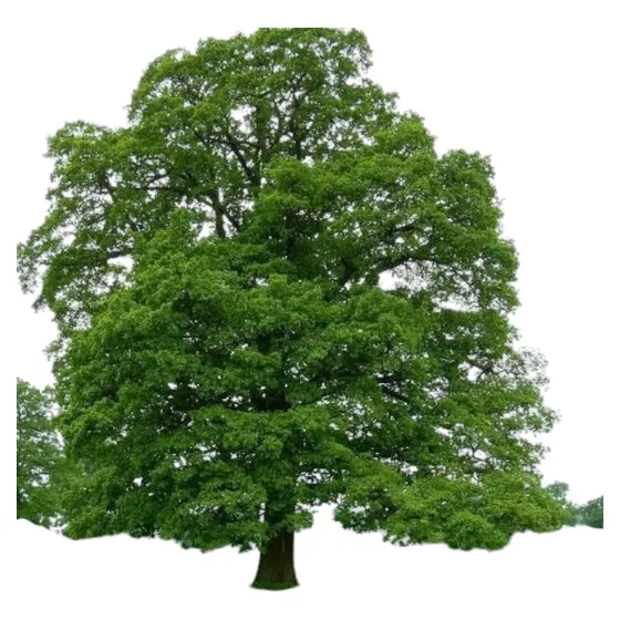 Árbol Fresno - Rápido Crecimiento Y Raíces No Invasivas