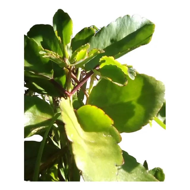 Kalanchoe Pinnata Siempreviva  Vivero Orgánico Cielo Verde