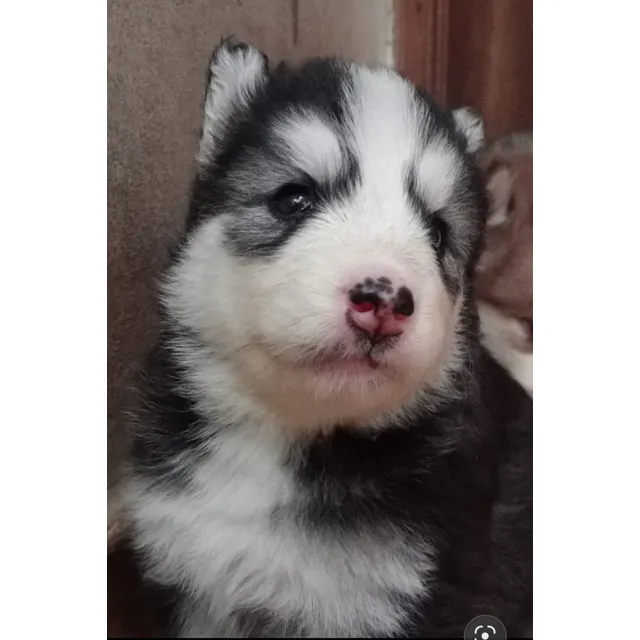 Cachorros Alaska Malamute