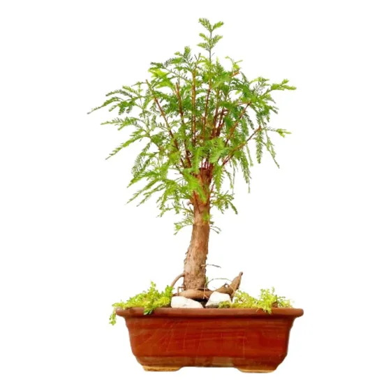 Arteenbonsai Ficus Ombu Liquidambar Arbol De La Vida Buxus