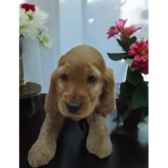 Cocker Spaniel Ingles Machos