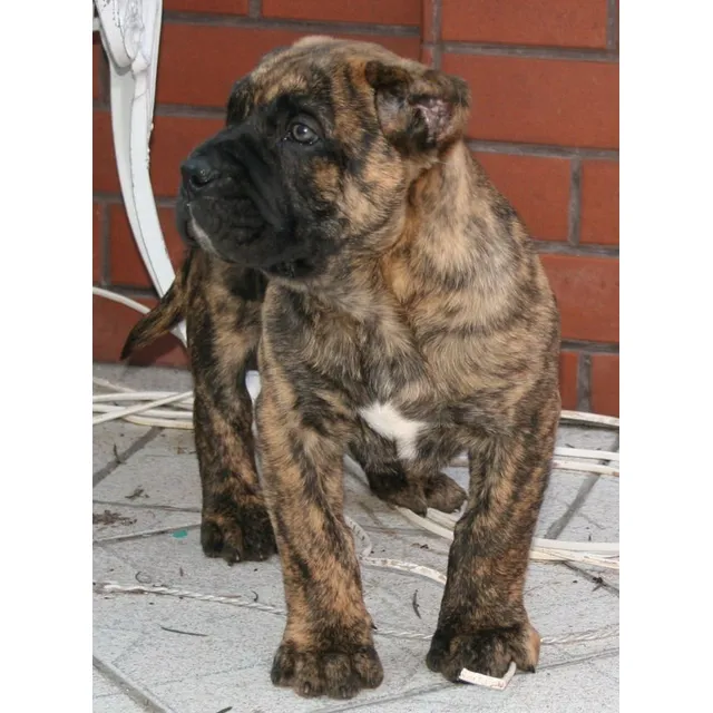 Presa Canario