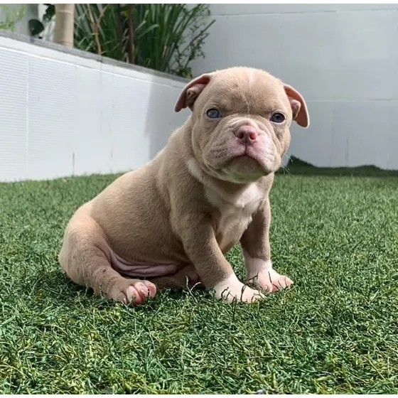 Cachorros American Bully Vacunados