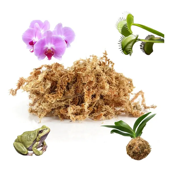Musgo Sphagnum Esfango Turba Carnívoras Orquídeas Cultivo