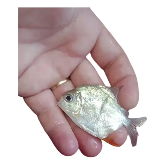 02 Un - Peixe Pacu Cadete - Peixe Ornamental