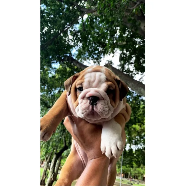 Vendo Bulldog Ingles Color Café Con Garantias Y Documentos