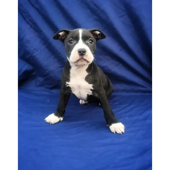 Pitbull Black Nouse Genética Blue Ef385mil Última Hembra Negro