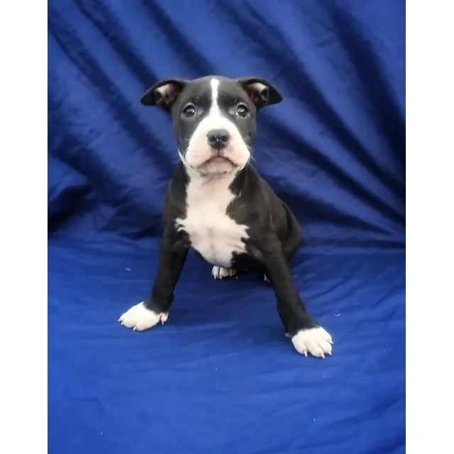 Pitbull Black Nouse Genética Blue Ef385mil Última Hembra Negro