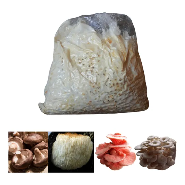 Semente De Cogumelo (shimeji, Salmão, Juba De Leão) 200g