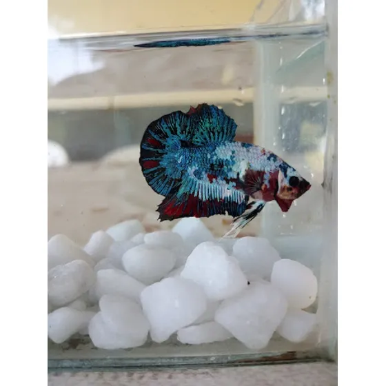 04 Betta Koi Macho 6 Femeas - Frete Incluso