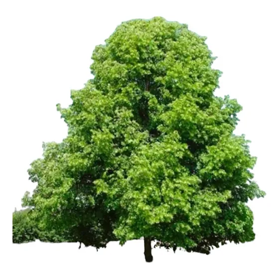 Hermoso Árbol De Tilo !!