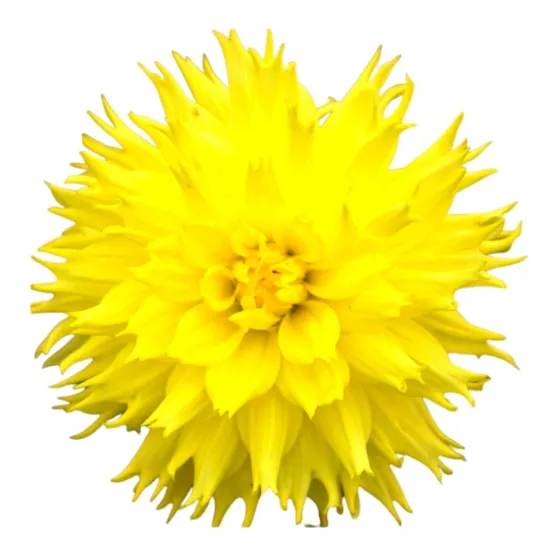  Bulbo De Flores Dalia Amarela Gigante 01 Unidade